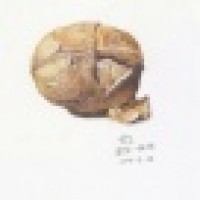 植发星非主流长头发贵族