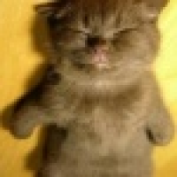 植发星奈落09055