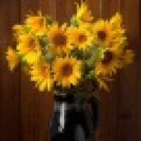 植发星一年后之我见