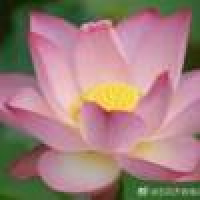 植发星先辈自控未