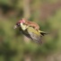 植发星加菲7日231