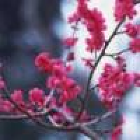 植发星白米罩团子40