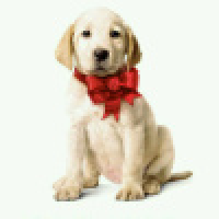 植发星MK马骝仔