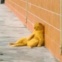 植发星活宝鲁冰bo