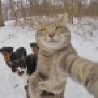 植发星惊叹号831