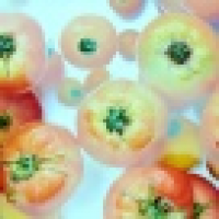 植发星白小白_4985