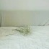 植发星喵了噜噜