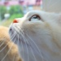 植发星苹果系列k74