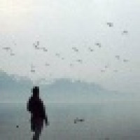 植发星朱雀冬天