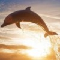 植发星shuaildruih