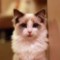 植发星1358051139twh