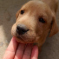 植发星磊磊笑嘻嘻抽