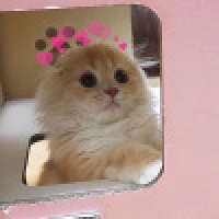 植发星独角戏69蛋