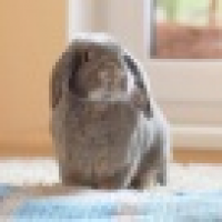 植发星fly疯狂的路