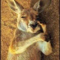 植发星100忱匾镀厩