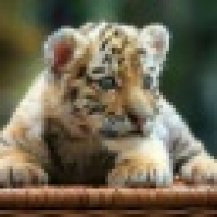 植发星134007QGcqATn