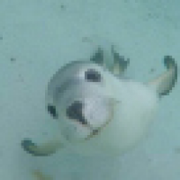 植发星136622oyuUElm