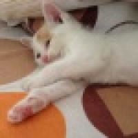 植发星157781ueEwni_Qe