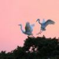 植发星62久伴我