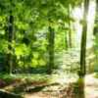 植发星AIlian单人行