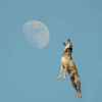 植发星avbroqb08065