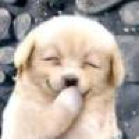 植发星CANDY袋鼠