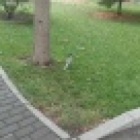 植发星csehset17127