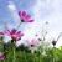 植发星go沙漠骆驼