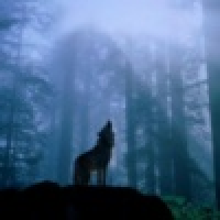 植发星GE的临时工