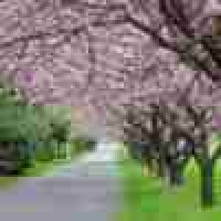 植发星mima31435463