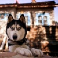 植发星Kyoya正AL2