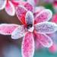 植发星QQ_简单_LaunNYb