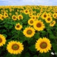 植发星ROCKLee3647