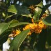 植发星kitty147013