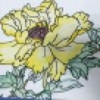 植发星lizhuolin521