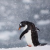 植发星opsfwlg55728