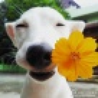 植发星ranyong2010