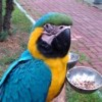 植发星TD哥哥4121