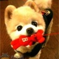 植发星house星期三