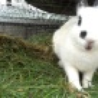 植发星egw有的发