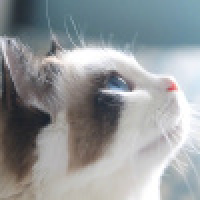 植发星Kyoya贤KG5