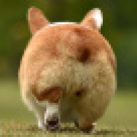 植发星fpodftt16511