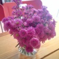 植发星eckirld10436