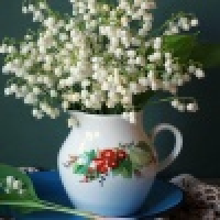 植发星wangtao5316807