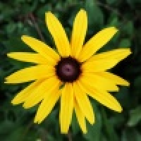 植发星zdc12345672