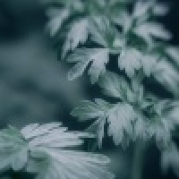 植发星nearby31100131