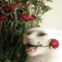 植发星fvfdgsdgG01