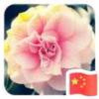 植发星wsipypy86359