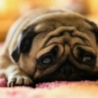 植发星jpcqprro350656