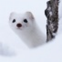 植发星Vic白菜1238